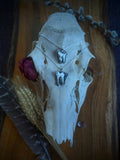 Wolf Tooth Necklace
