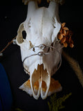 Cast Hummingbird Skull Cuff